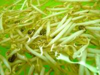   La soja: reina de las legumbres